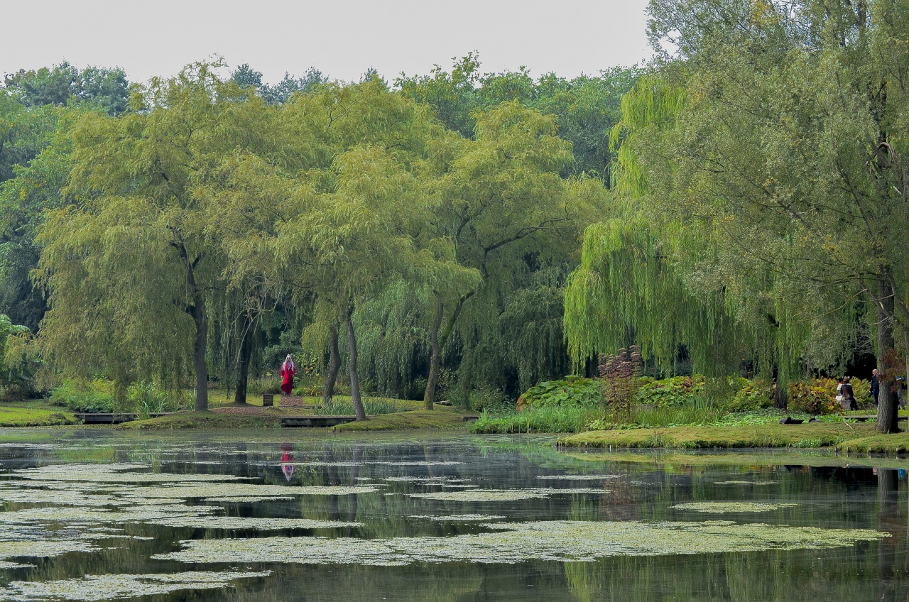 В Елфическата гора