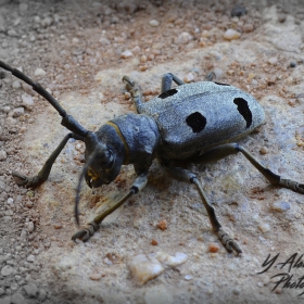 Morimus funereus-Буков сечко