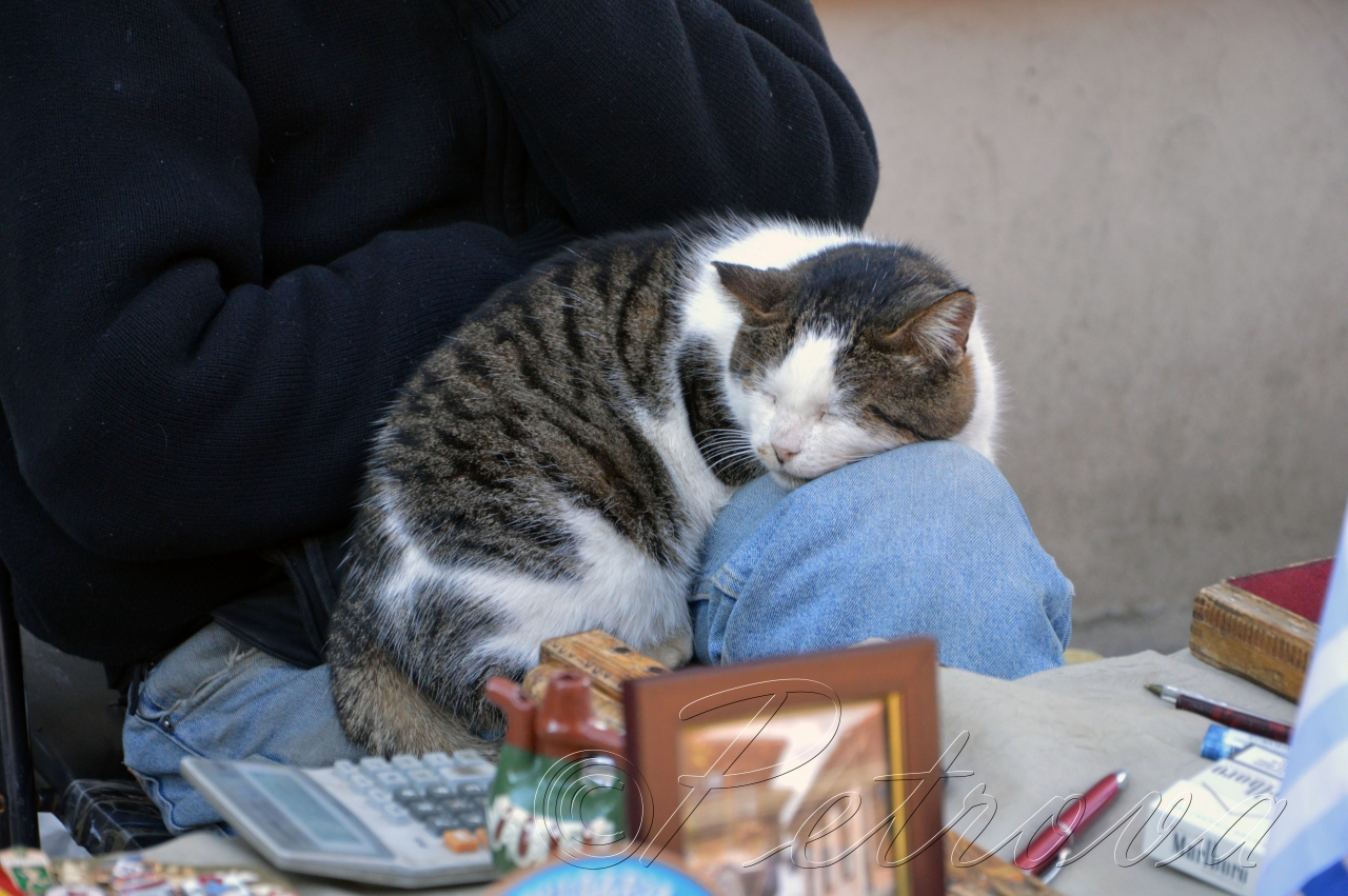 gatto