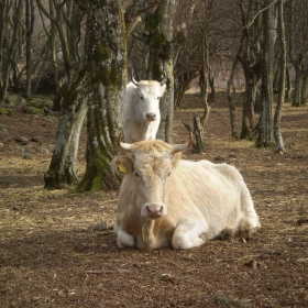 горски крави