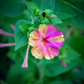 flower bokeh