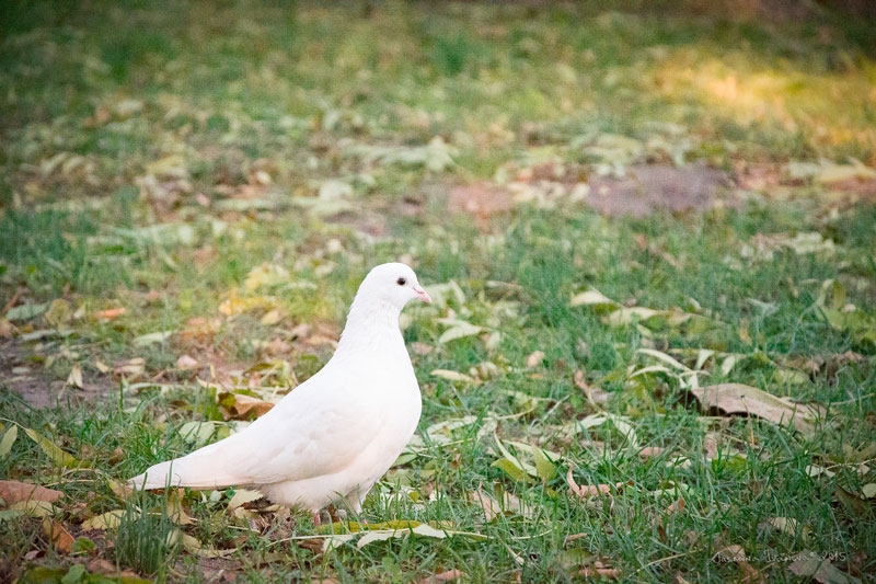 Dove