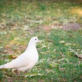 Dove