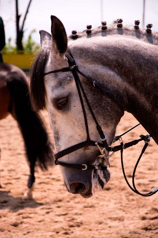 horse Race