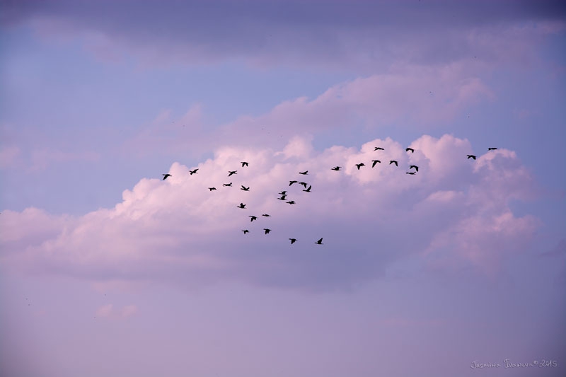 Flight