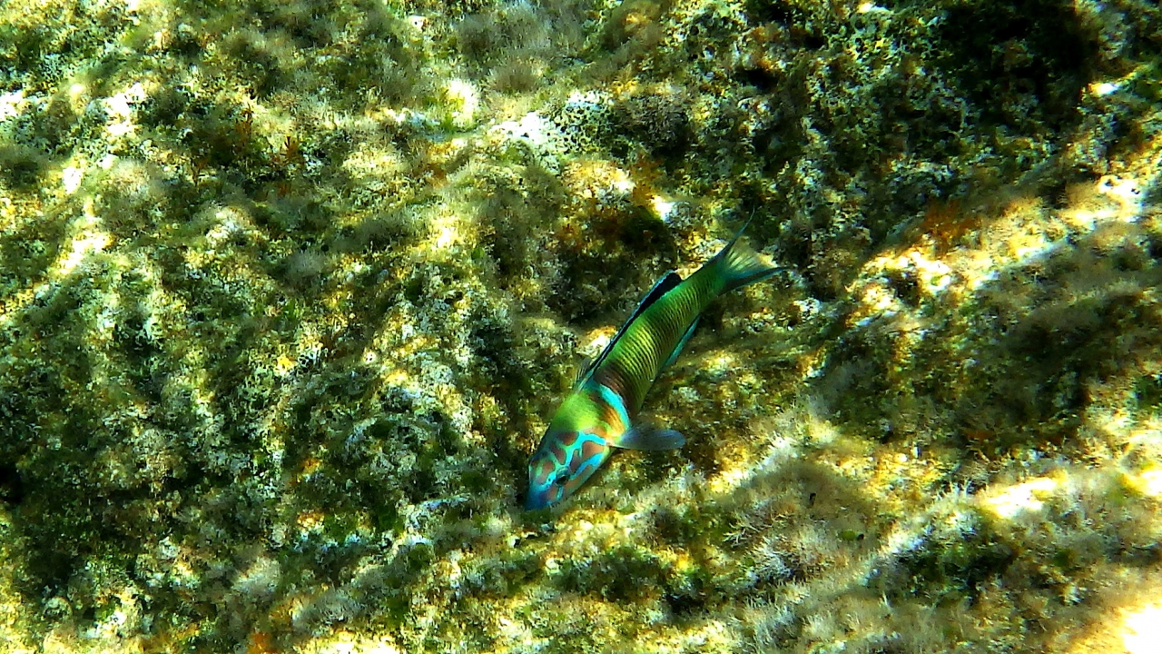 Fish