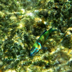 Fish