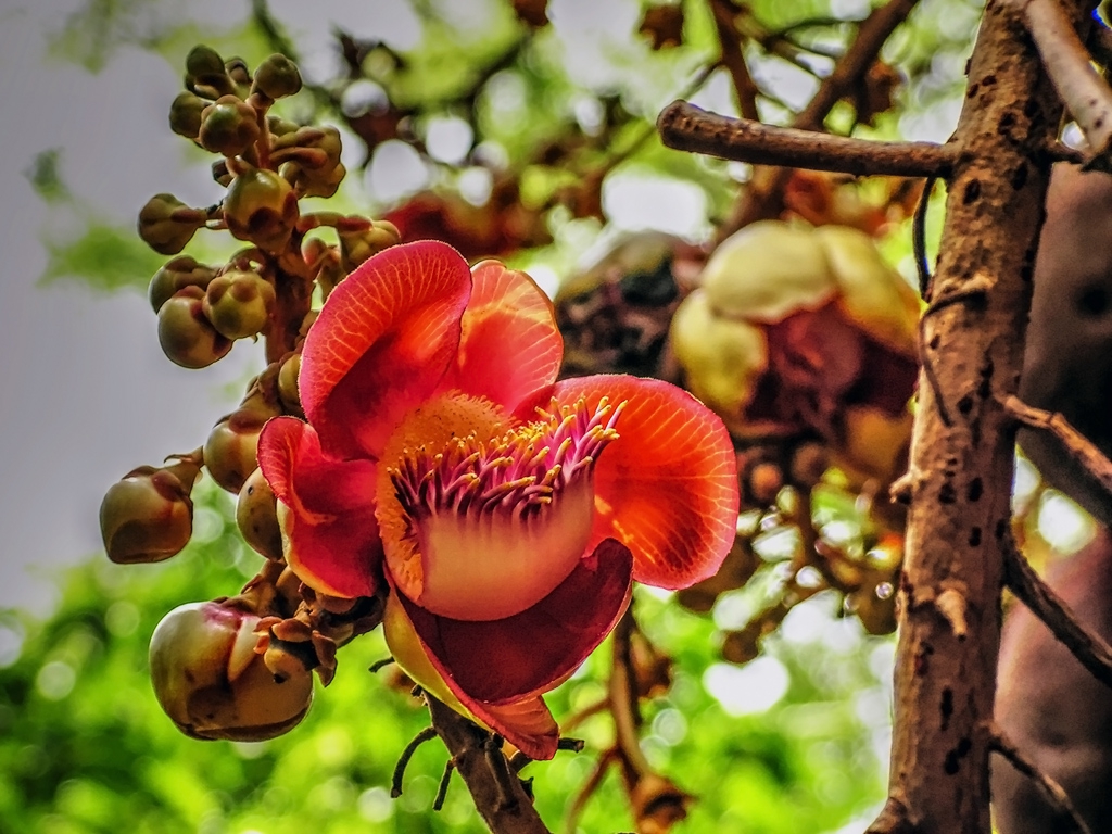 Цвят на Cannonball tree - дърво гюле