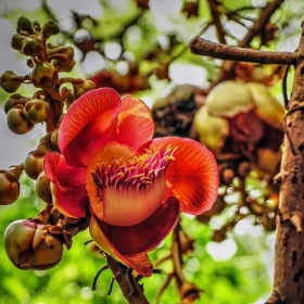 Цвят на Cannonball tree - дърво гюле