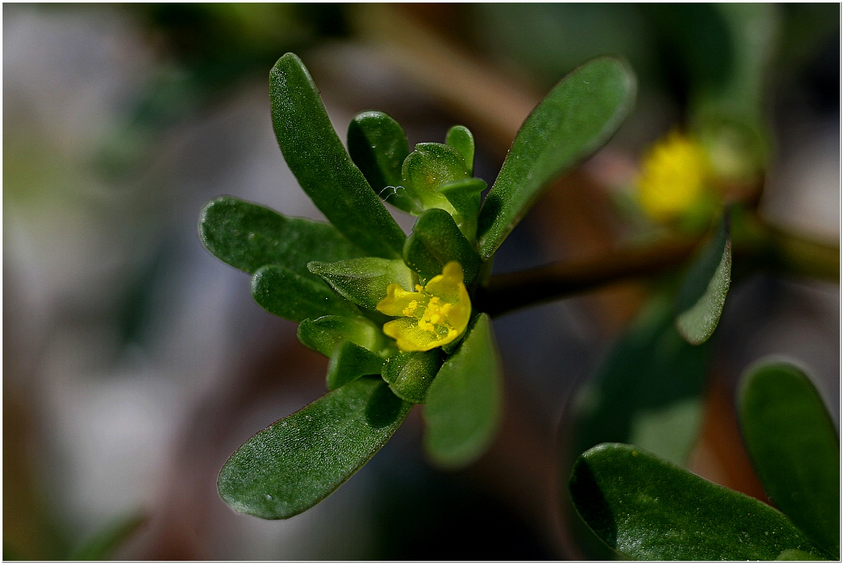 Portulaca oleracea Тученица отлична храна за човека.