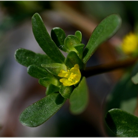 Portulaca oleracea Тученица отлична храна за човека.