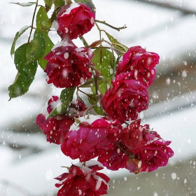Зимни рози