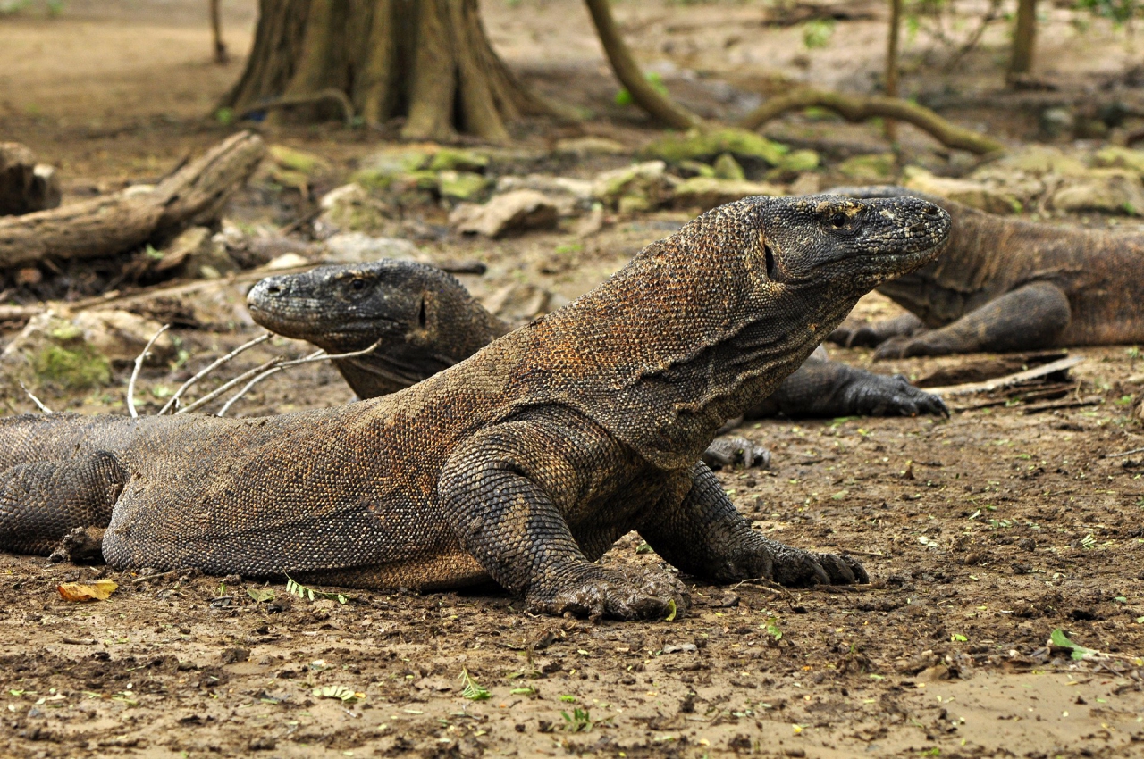 Varanus komodoensis