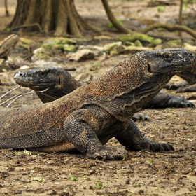 Varanus komodoensis