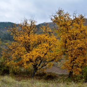 Есенна премяна