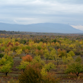 Черешова градина