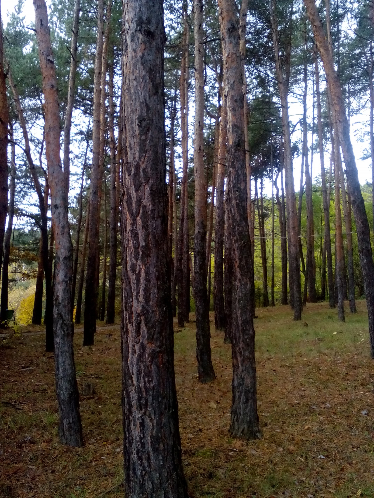 Есенна гора