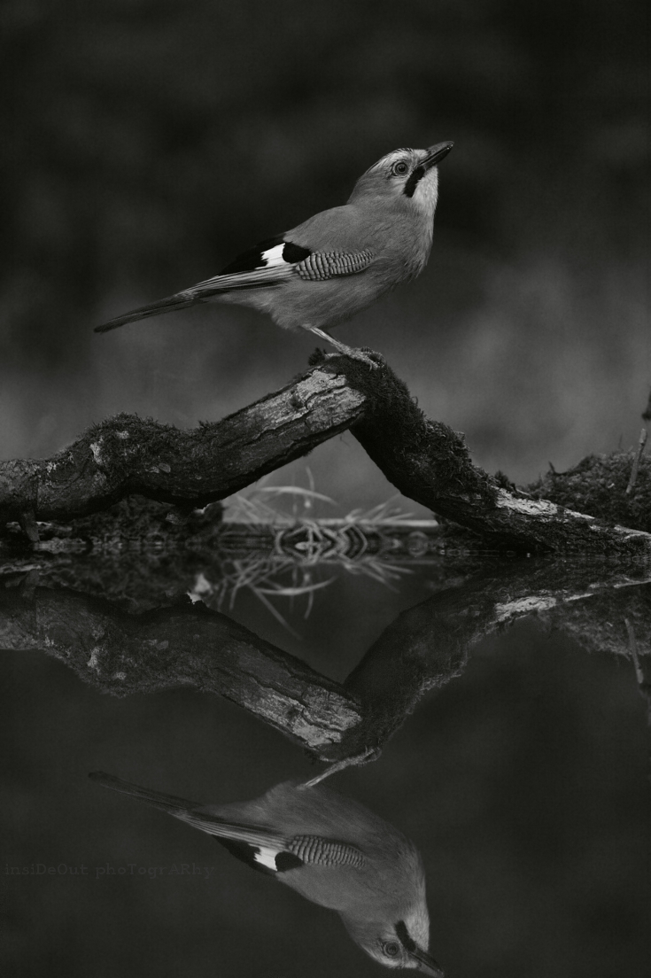 Сойка Garrulus glandarius