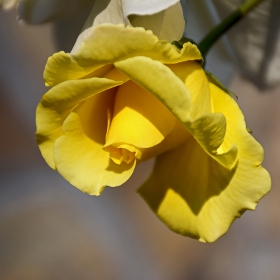 yellow passion