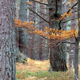 November