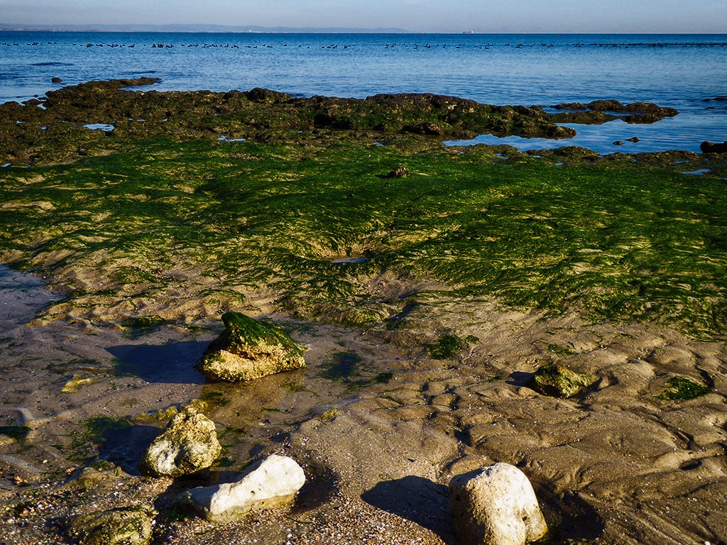 Водораслено