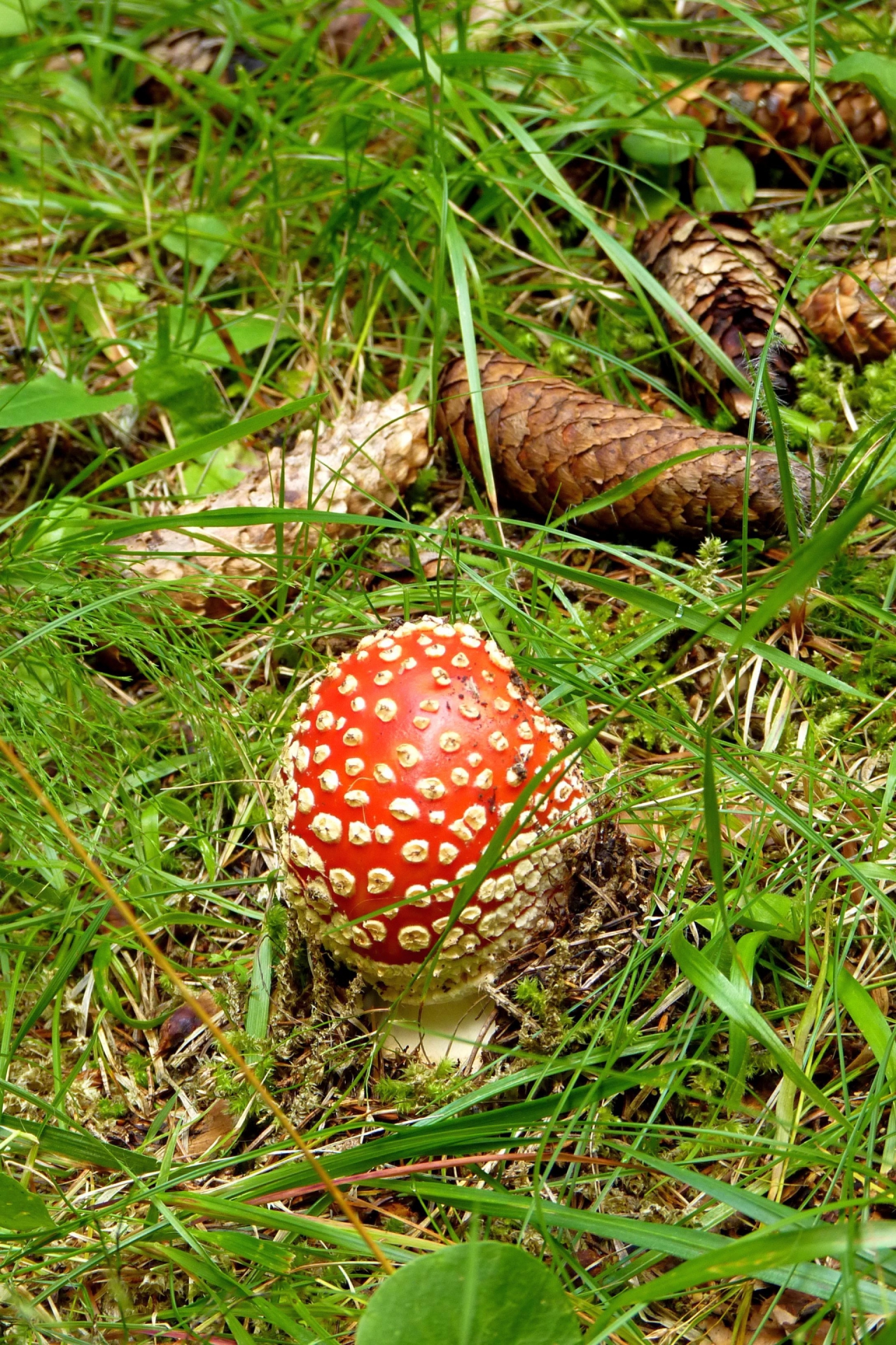 Спри, заобиколи и продължи...