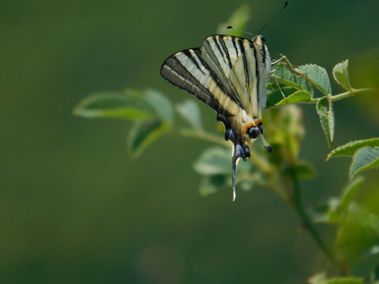 butterfly