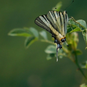 butterfly