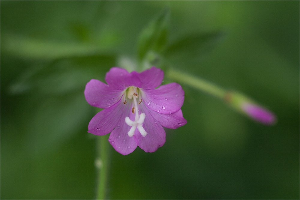 Планинската върбовка Epilobium montanum