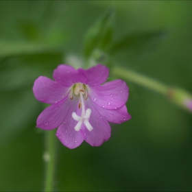 Планинската върбовка Epilobium montanum