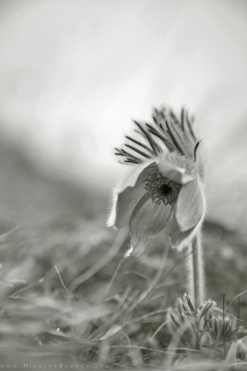 Съсънка котенце  Pulsatilla Pratensis