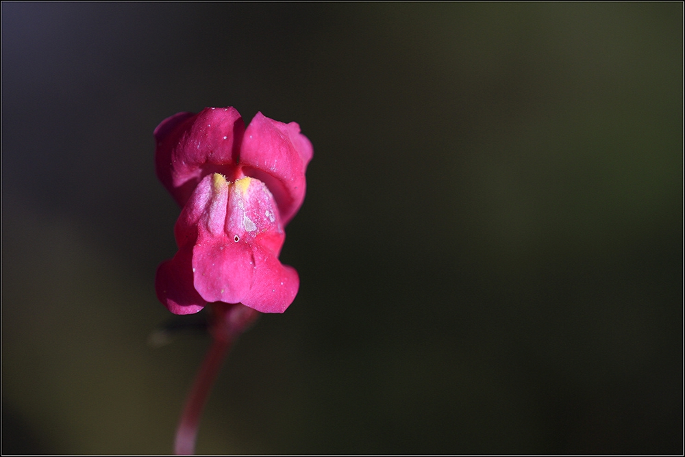 Кученце, но тук е ... цвете ! *Antirrhinum majus*** *Семената са почти сферични, доста дребни и лепкави. Цветовете на кученцата се опрашват от търтеи.***