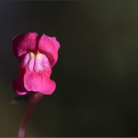 Кученце, но тук е ... цвете ! *Antirrhinum majus*** *Семената са почти сферични, доста дребни и лепкави. Цветовете на кученцата се опрашват от търтеи.***