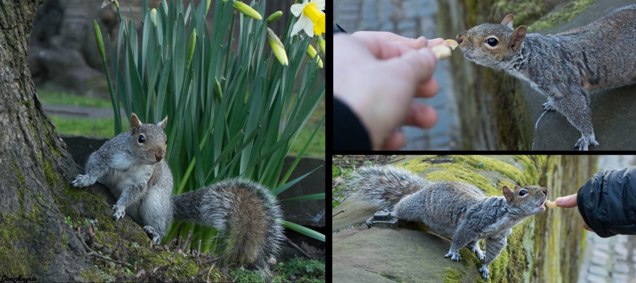 Squirrel