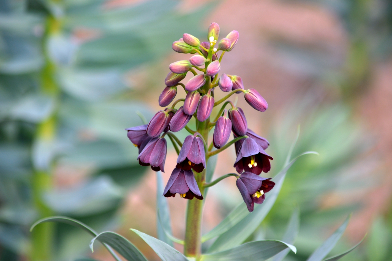 Fritillaria persica