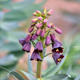 Fritillaria persica