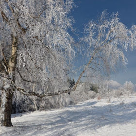 Бели сенки