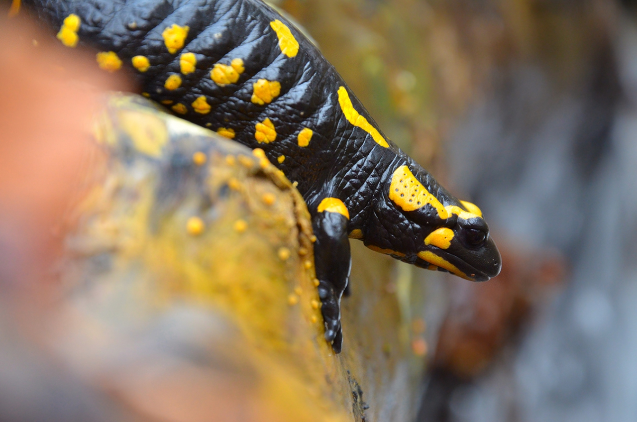 Salamandra salamandra