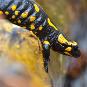 Salamandra salamandra