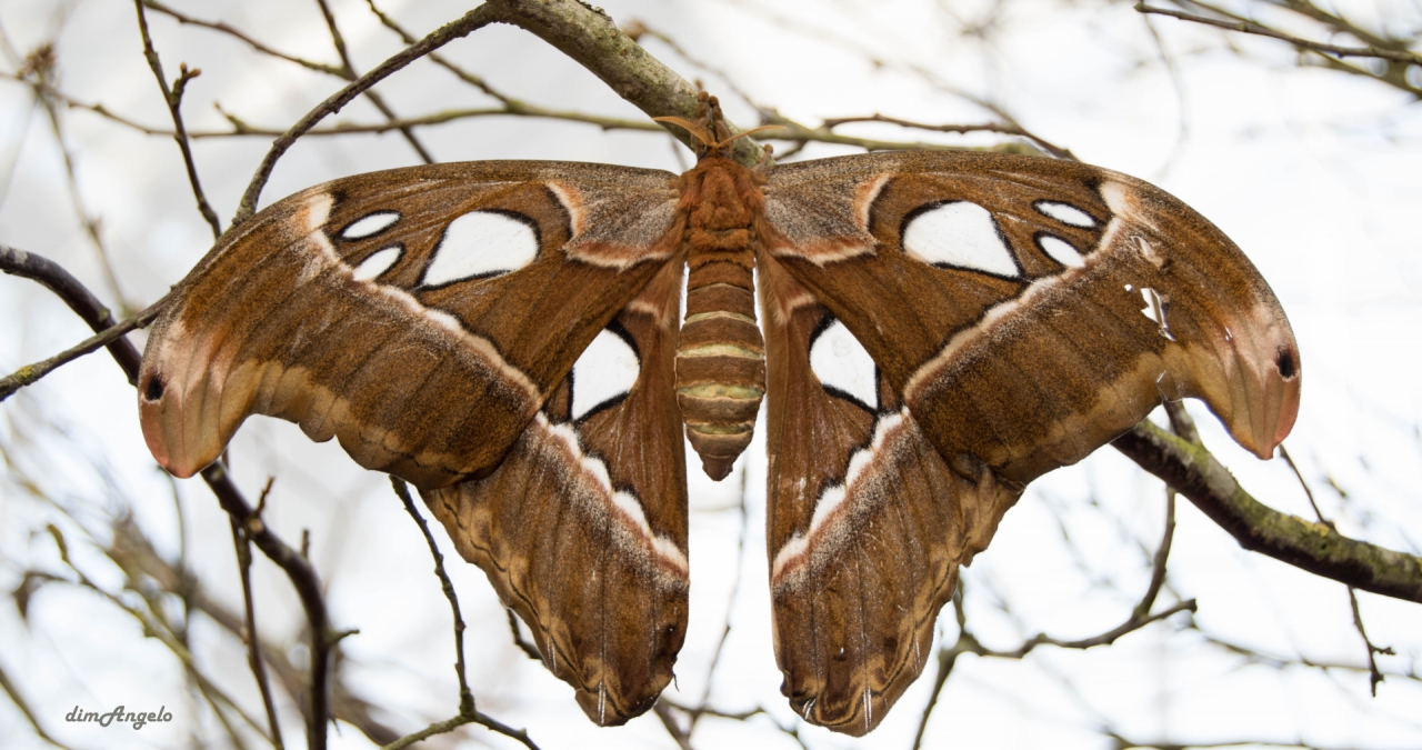 Attacus Atlas