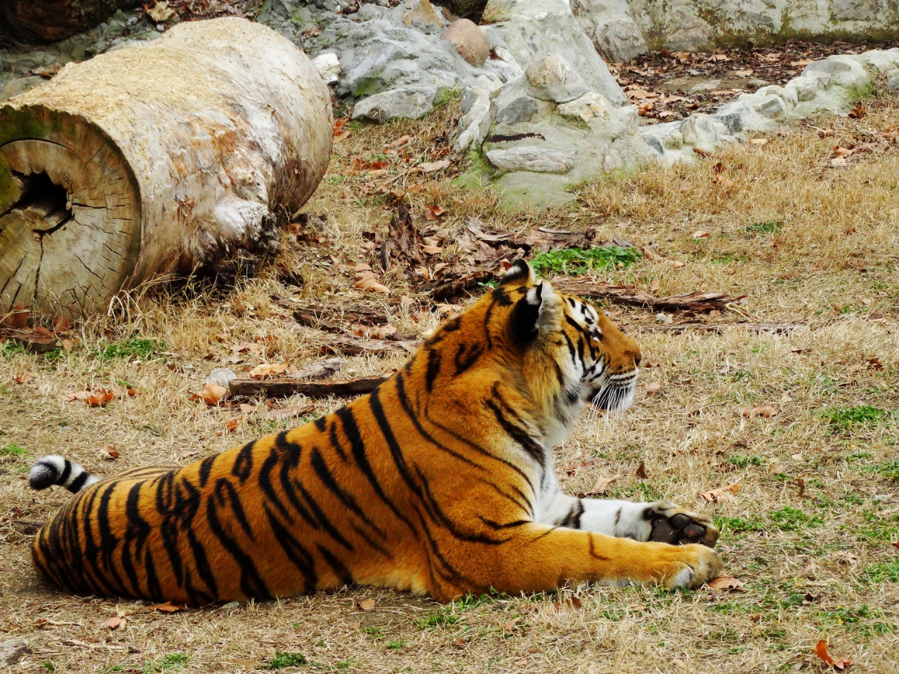 Naisha the Siberian tiger