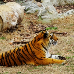 Naisha the Siberian tiger