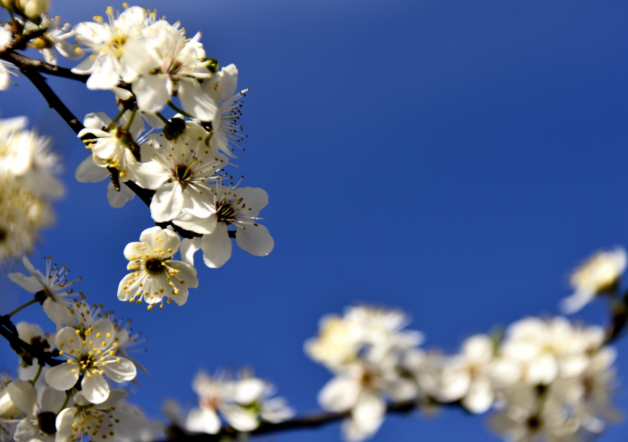 Природа 1
