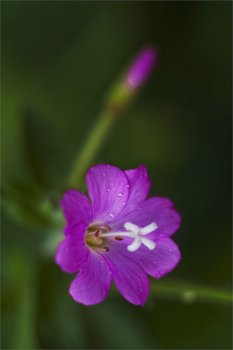 Планинската върбовка Epilobium montanum