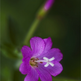 Планинската върбовка Epilobium montanum