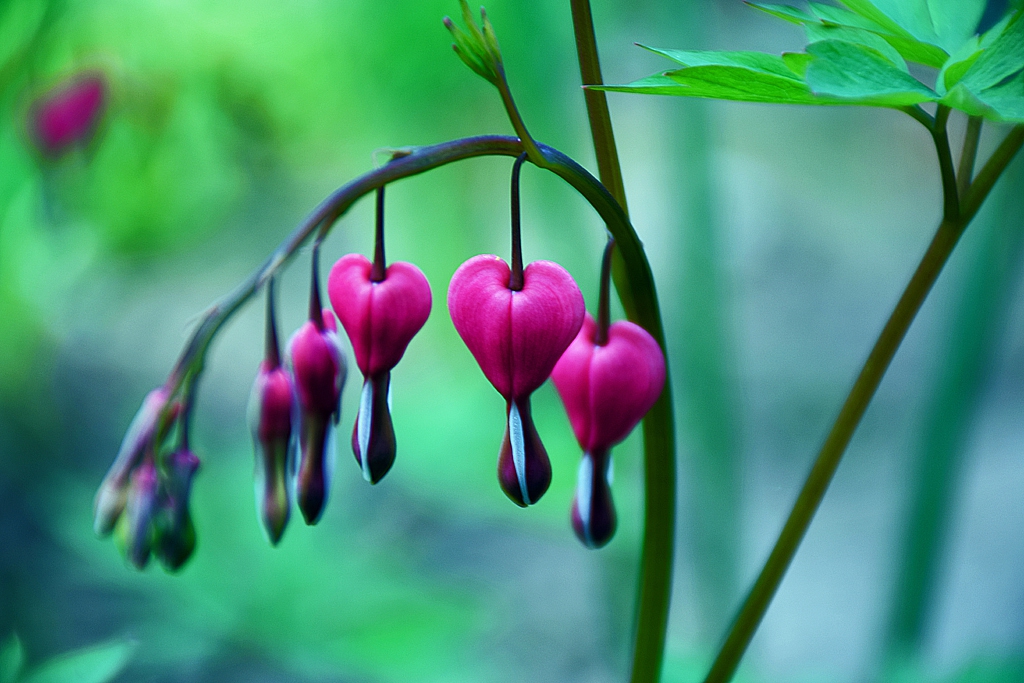 Дамското сърце -Dicentra