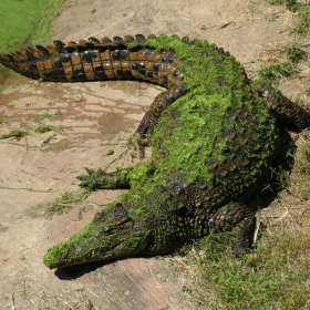 Крокодилът Гена