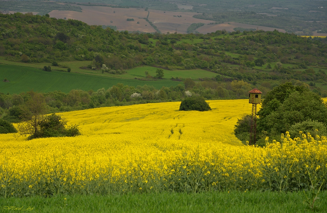 Вишката