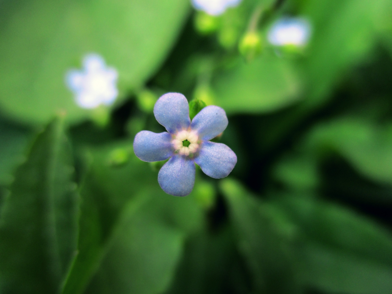 Blue flower