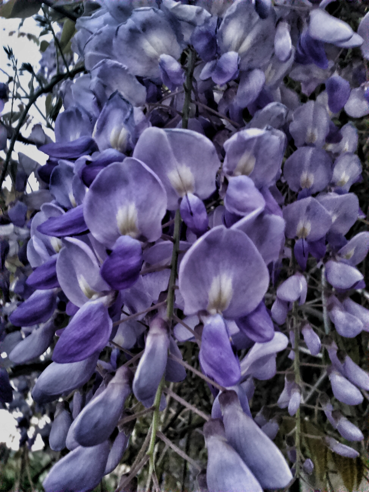 Wisteria